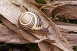 Where Do Snails Come From?