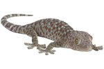 Differences between Geckos & Skinks