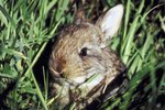 How Do Cottontail Rabbits Build Nests for Giving Birth?