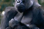 Where Is the Ape's Habitat Located?