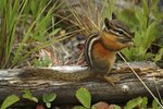 How to Deter Chipmunks From Eating Flowers