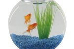 What Does It Mean When a Goldfish Is Trying to Stay Right Side Up?