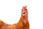 How Long Does It Take for Chickens to Mature?