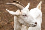 How to Trim a Goat's Horns