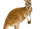 How to Keep Kangaroos as Pets