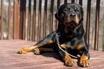 How to Train Rottweilers as Guard Dogs using Common Sense