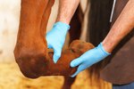 How to Treat Swollen Joints in Horses