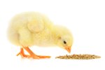 What Kinds of Foods do Baby Chickens Eat?