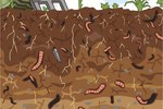 Habitat of Earthworms