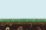 How to Get Worms Out of the Ground Without Digging