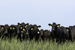 How to Read a Cattle Market Report