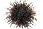 How to Farm Sea Urchins