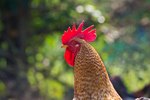 How to Make a Rooster Be Quiet?