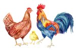 How Can You Tell a Rooster From a Hen?