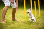 How to Get Inexpensive Agility Equipment