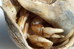 How to Get a Dead Hermit Crab Out of Shell