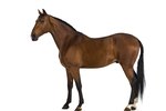 How to Determine a Horse's Breed