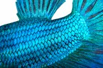What Are Fish Scales Used For?