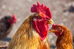 How to Stop Hens From Fighting