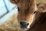 How to Feed a Baby Calf With a Feeding Tube