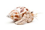 How to Breed a Pet Hermit Crab