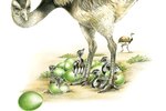 How to Hatch Emu Eggs