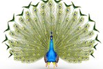 How Do Peacocks Protect Themselves?