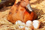 How Many Hours a Day Does a Duck Have to Sit on Her Eggs?