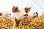 Life Cycles for Pigs