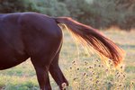 How to Create a Horse Tail Wrap