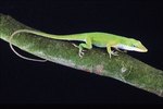 Geckos of Florida
