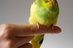 How to Trim a Parakeet's Beak