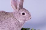 What Happens If a Rabbit Eats Cat Food?