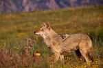 What Are the Different Types of Coyotes?