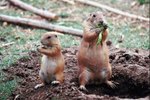 What Is the Difference Between a Prairie Dog & a Gopher?