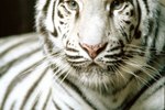 What Type of Environment Does a White Tiger Live In?