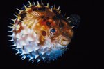 What Are the Puffer Fish's Enemies?