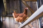 Where Do You Put Perches in Chicken Coops?