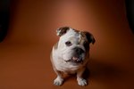 What Is the Difference Between English Bulldogs & Miniature English Bulldogs?