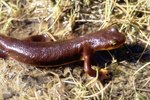 Differences Between a Salamander and a Newt