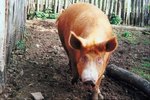 Types of Hog Feed
