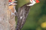 How to Make a Pileated Woodpecker Feeder