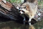 How to Get Rid of Raccoons With Human Urine