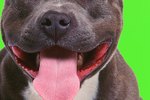 How to Care for Blue Nose Pit Bulls