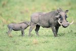 How to Raise a Wild Pig
