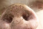 Facts of Nose Rings In Pigs