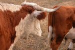 How to Mix & Feed Hay Rations for Beef Cattle