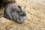 How to Treat a Rabbit For Ticks
