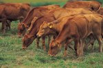 What Are Feeder & Stocker Steers?