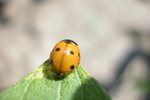 How to Grow Your Own Ladybug House